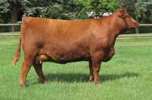 Come take a look and you decide let Shocker take you to the next level in the Red Angus business! Selling ½ interest, ½ possession. Call for details.