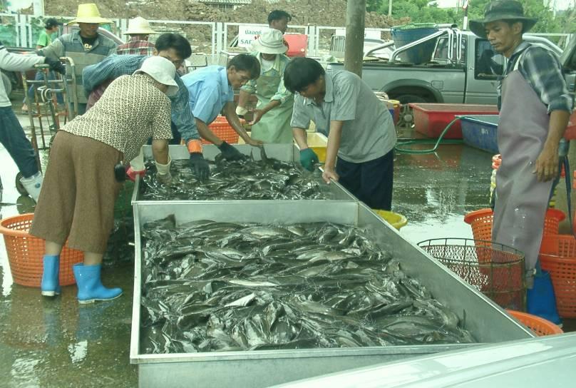 Catfish market