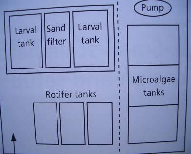 An Eample for a Backyard Hatchery in Gondol,, Bali Facility Roofed larval and rotifer tanks Microagae