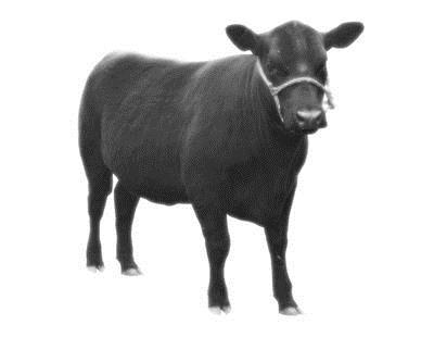 of the animal, date of birth, percentage of Simmental and name of breeder. 5. The carcasses shall be graded by a U.S.D.A. or qualified grader and grade low choice or better. 6.