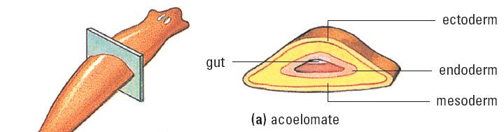 4) Digestive Tracts or Guts: Gut: When the organism only has on opening. The food and wastes enter and leave through the same opening.