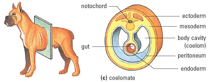 5) Coelom or Body Cavity Continued: C) Coelom: a body cavity filled with fluid inside the body, lined with a layer of cells called