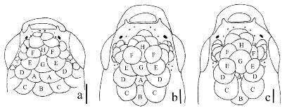 Wilson J. E. M. Costa in having the following apomorphic features: absence of dermosphenotic (3.1), frontal scales transversely arranged (79.0) (Fig. 34A), frontal squamation S-patterned (80.