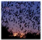 Practice 7. Bats use echolocation to detect and locate their prey insects.