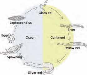 Source: Silfvergrip, 2009 Life cycle of eel, drawing by Salvör Gissurardóttir The terms glass eels and elvers are often used