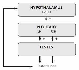 Post-Cycle Therapy, or PCT for short, refers to the practice of using certain medications to assistant in the discontinuance of anabolic steroids.