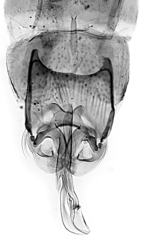 Stactobia gozmanyi sp. n., male genitalia, lateral view 2 4 3 Figs 2 4. 2 3 = Stactobia gozmanyi sp.
