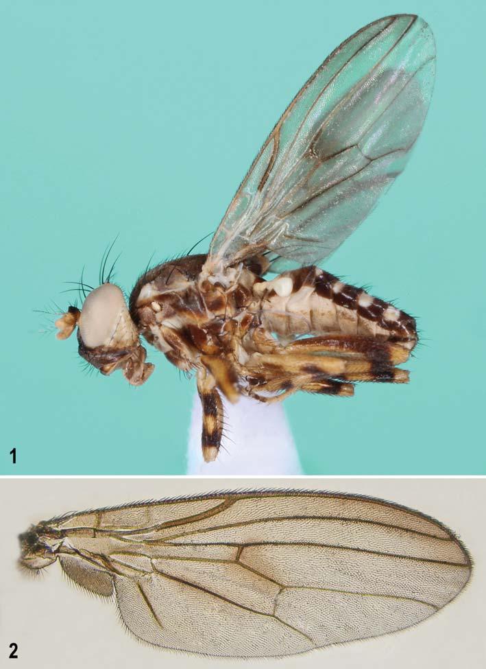 Acta Entomologica Musei Nationalis Pragae, 57(1), 2017 235 Figs 1 2. Periscelis (P.) fugax sp. nov.