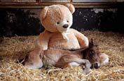 The newborn foal had been abandoned by his mother so the farmer took him to the