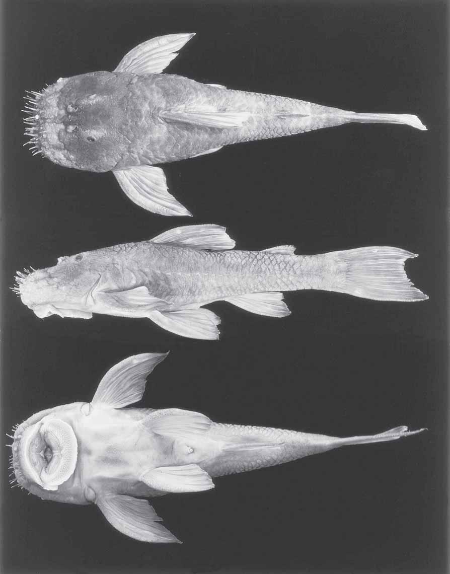 E. H. L. Pereira & O. T. Oyakawa 5 Fig. 2. Isbrueckerichthys epakmos, holotype, MZUSP 79804, male, 103.1 mm SL. Brazil: São Paulo: Tapiraí, rio Verde.