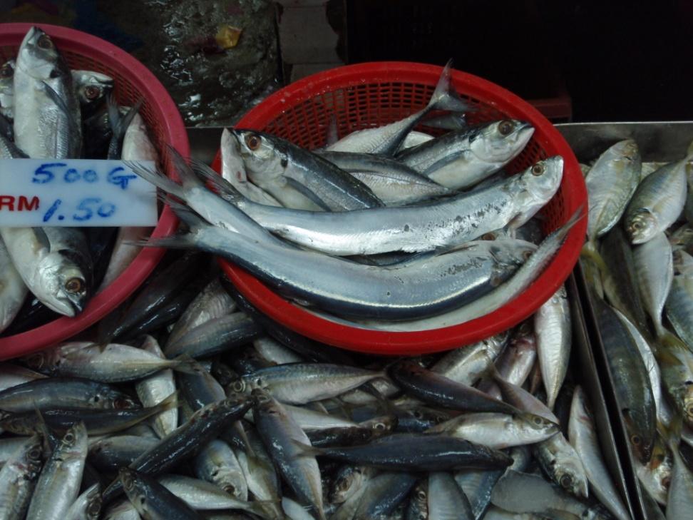 Common and market names FAO: wolf-herring FishBase lists many common names AsiaPacific-FishWatch will distinguish the