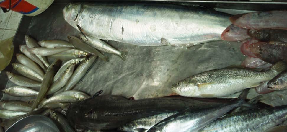Sustainability, environment Multi-species fisheries No stock assessments But large specimens