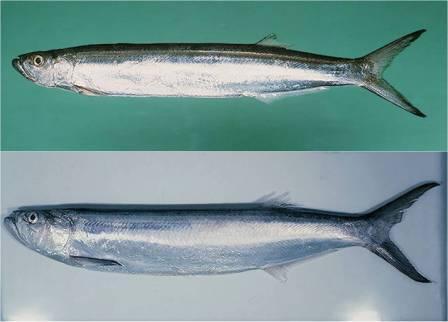 Wolf herrings as an example Clupeoid 2 species Chirocentrus dorab Chirocentrus nudus