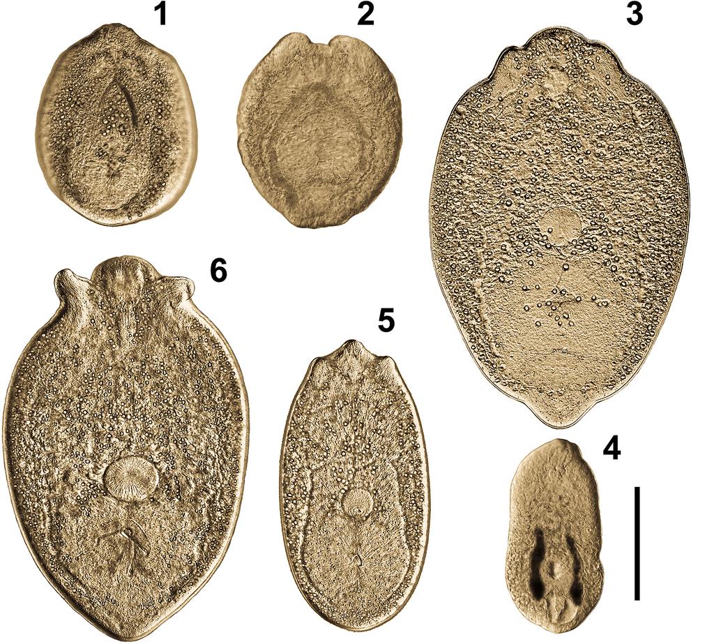 198 Syst Parasitol (2014) 89:195 213 Fig. 1 Metacercariae of the six lineages of Diplostomum spp. ex Salmo trutta, Salvelinus alpinus and Gasterosteus aculeatus discovered in Iceland.