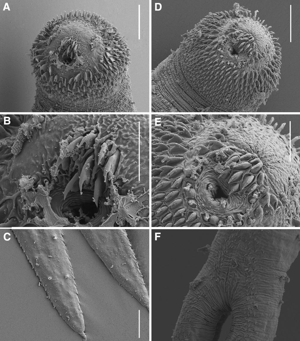 Syst Parasitol (2014) 89:195 213 203 Fig. 4 Scanning electron microscopy micrographs of cercariae of Diplostomum spp. ex Radix peregra discovered in Iceland. A C, Diplostomum sp. Lin.