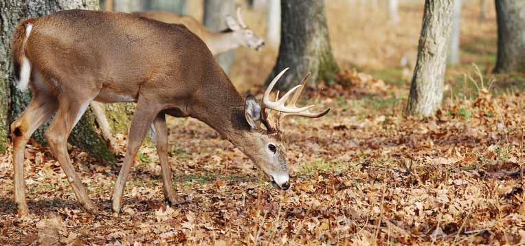 TYPES OF DEER PERMITS Joe Lacefield photo STATEWIDE DEER PERMIT All deer hunters, unless license exempt, must first buy and carry proof of purchasing a statewide deer permit while deer hunting.