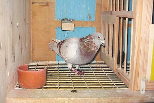 Predominately this pigeon goes back to The Owl, Dad s 1975 Thurso Combine winner, the only bird on the day from 5,700 birds.
