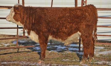 43D BLL 85Z BRITISHER 43D 43708347 // 3/9/2016 // HORNED BLL WARRIOR 309 26X BLL LADY WARRIOR 26X 131A LADY DIAMOND 72S 59W Here is a straight made, solid calf out of Britisher 85Z.