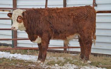 that is full of muscle expression. 58D is a complete, solid calf with moderate birth weight of 80 lbs. and still has a lot of performance. With a 39 Milk EPD and an actual WW of 695 lbs.