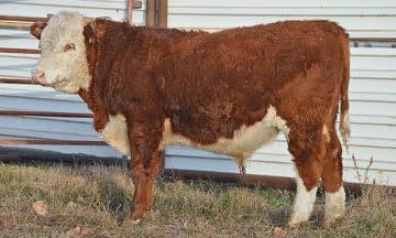 6 MPPA and he weaned at 710 lbs. BLL 85Z BRITISHER 98D 43709523 // 3/19/2016 // HORNED BLL LADY TRAVELLER 9121W 103A LADY STANDARD 18U Here is a good 85Z son.