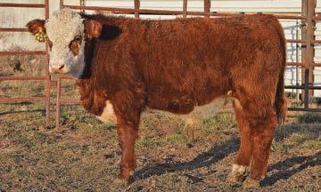 He is a growth bull that is loaded with volume, depth and length. He is wide topped and carries lots of natural thickness down through his lower quarters. CED 4.1 BW 1.