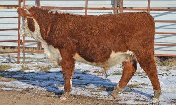 84Y LADY STANDARD 7U He is a growth bull loaded with frame, bone, volume, depth, thickness and puts together a square hip with depth to his rear quarter. His pedigree is stacked with performance.
