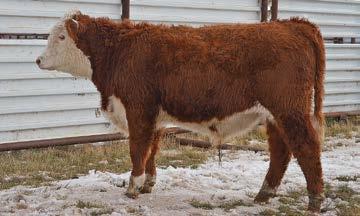 13U 38Z LADY MONUMENT 71W BLL LADY SENSATION 028X 6B BLL LADY TRAVELLER 9121W 13Z Old fashioned Hereford look that is well pigmented and very attractive.