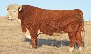 A HEREFORD SIRES 43530562 // 3/31/2012 // HORNED CED 4.0 DP BRITISHER AGA 46E BW 3.