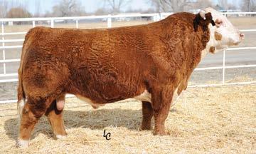 His bull calves are thick and deep quartered with loads of muscle expression and plenty of performance with moderate birth weights. His daughters are long-bodied, feminine females.
