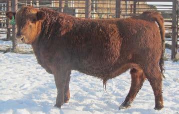 COMMERCIAL RED ANGUS BULLS N BLOM PIE CODE RED 199 6B CED 0 1672546 // 3/18/2014 PIE CODE RED 9058 PIE CODE RED 199 PERKS MONA 810 FEDDES DIRECT KING 7144 BAR M MS DIRECT 5579-1117 MISS BHR CHAPTER