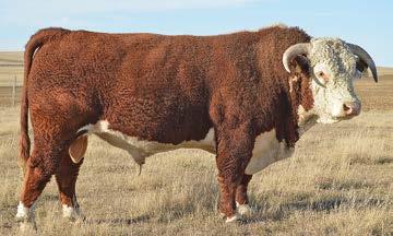 He is a long made, sound footed, deep bodied bull with a straight, wide top MG 40 and a big hip. He is siring calves with some thickness and style.