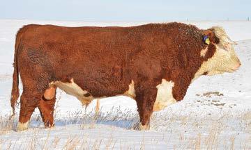 4 DH MISS HH ADV 25 WW 48 W4 4011 DOMINO S025 YW 83 CHURCHILL LADY 9170W SR HARLET 6114 M 25 Outcross herd sire that comes from Wichman Herefords.