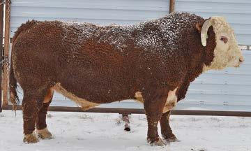 I HEREFORD SIRES 43109418 // 2/20/2010 // HORNED CED 7.2 THM DURANGO 4037 CRR ABOUT TIME 743 BW -1.