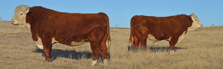 He was sold to Wichman Herefords as a yearling and brought back to use in our MG 51 herd to produce replacement females.