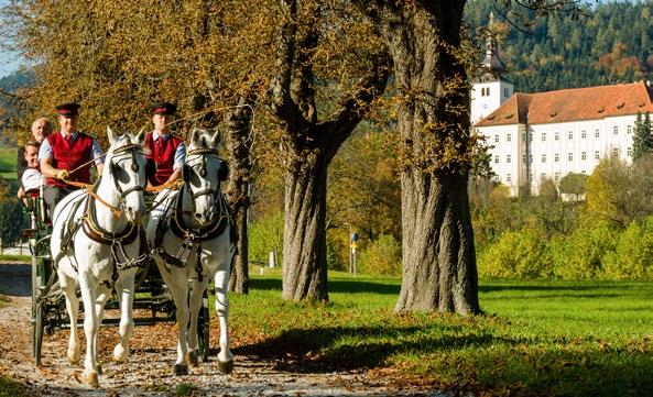 CARRIAGE RIDES WHETHER TRAINING OR LEISURE FOAL SPONSORSHIP FOLLOW YOUR PROTÉGÉ Our qualified drivers will call for you in a historical carriage drawn by Lipizzaners and take you on an unforgettable