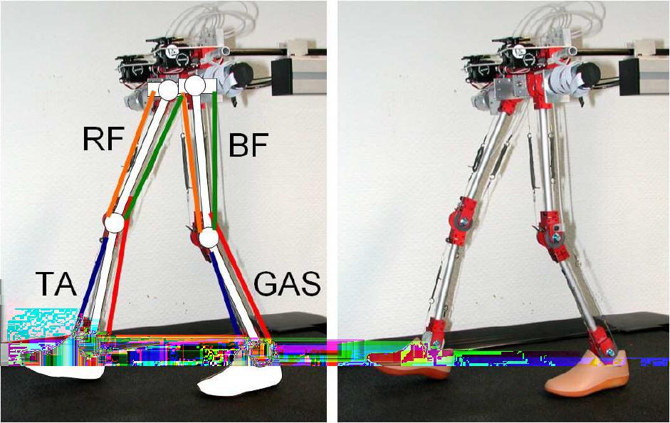 robot, possessing elastic, three-segmented legs and a torso, that is capable of changing its gaits within the same kinematic leg design.