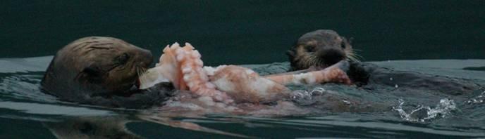 predation. availability and abundance of sea otter food recourses.