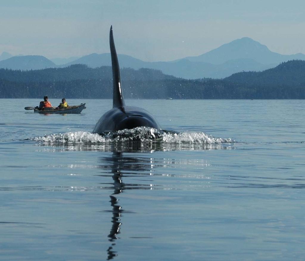 2018 ROBSON BIGHT CANADA S WILD COAST Treat yourself to the adventure of a lifetime and join us here on gorgeous Vancouver Island. Trips tend to sell out fast for the summer months so don t delay.