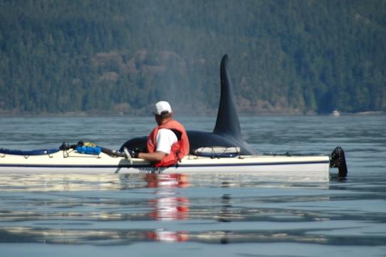 Mark Twain After twenty years of offering sea kayak tours throughout British Columbia s coastal waters, our