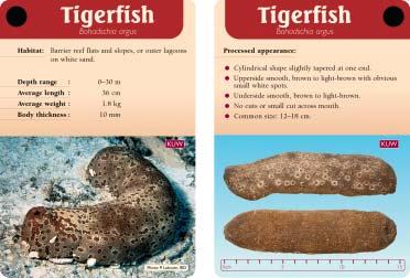 SPC Beche-de-mer Information Bulletin #18 May 2003 9 Figure 1. Both sides of one sea cucumber identification card (scaled at 2/3) de-mer fishery in PNG.