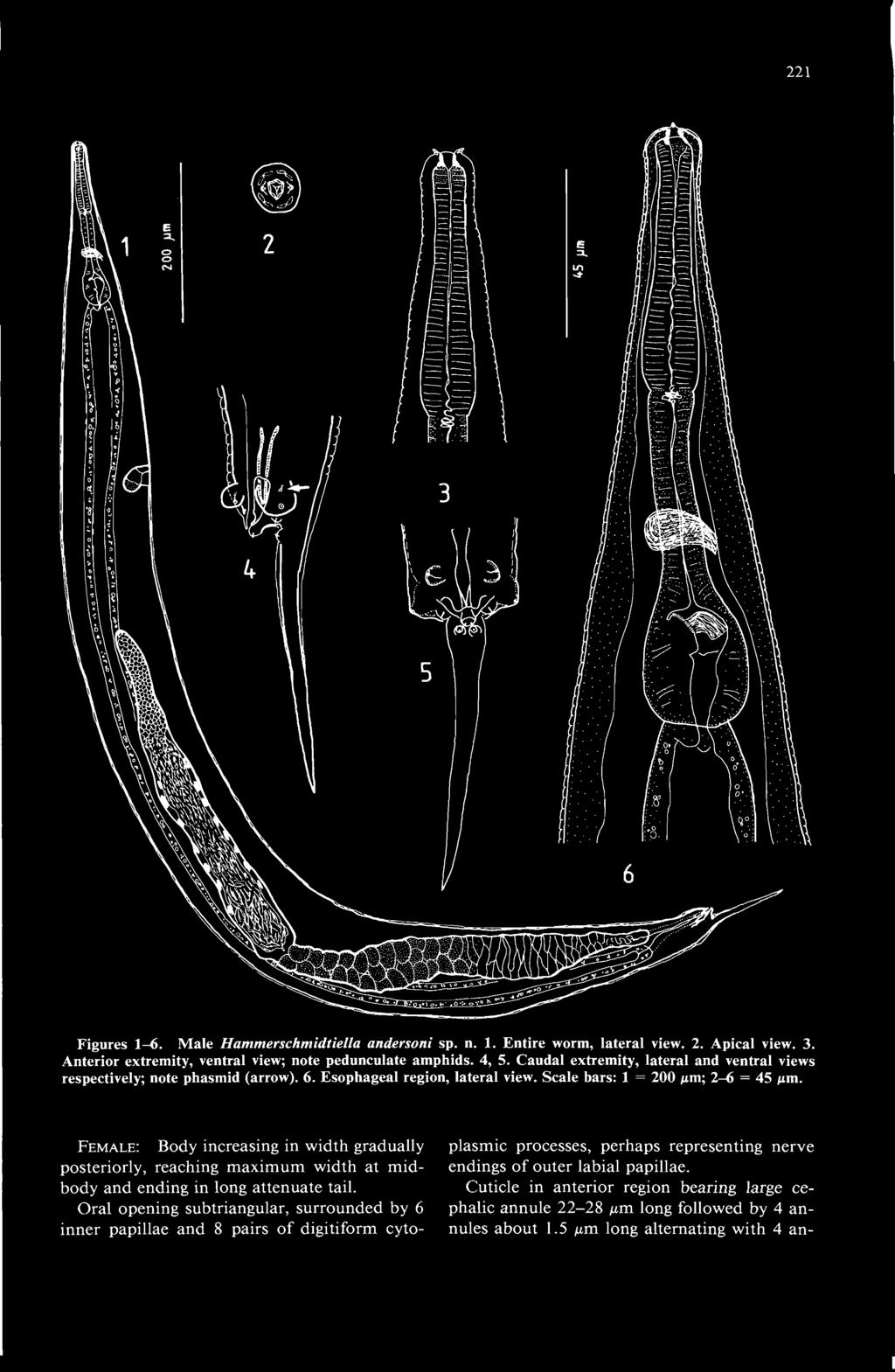 221 Figures 1-6. Male Hammerschmidtiella andersoni sp. n. 1. Entire worm, lateral view. 2. Apical view. 3. Anterior extremity, ventral view; note pedunculate amphids. 4, 5.