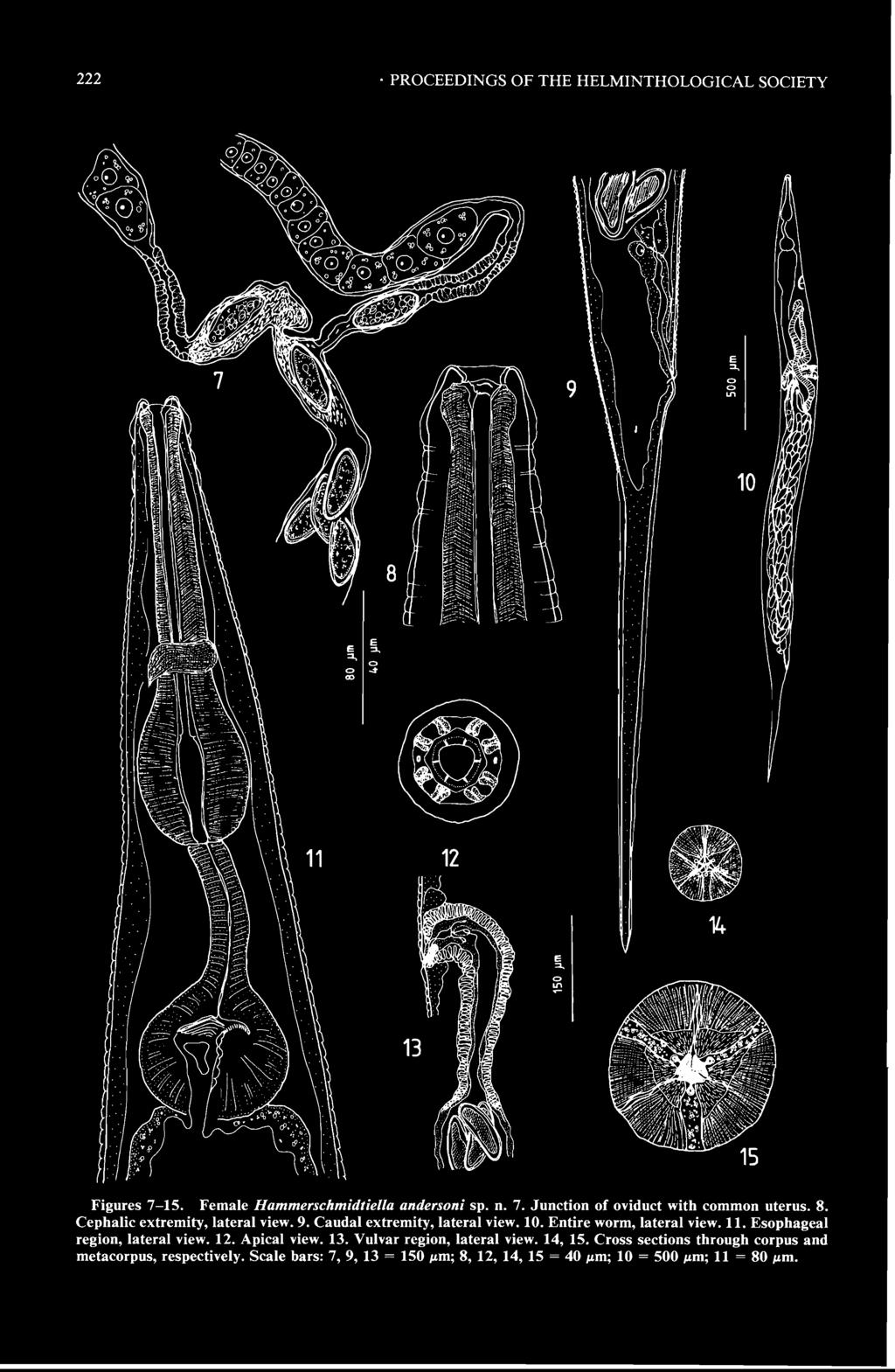 222 PROCEEDINGS OF THE HELMINTHOLOGICAL SOCIETY 15 Figures 7-15. Female Hammerschmidtiella andersoni sp. n. 7. Junction of oviduct with common uterus. 8. Cephalic extremity, lateral view. 9.