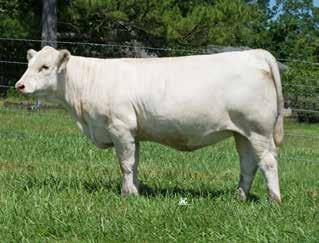 breed when the M6 Ranch Dispersal sale catalog THREE TREES WIND 0383 ET M6 0383 GERMAINE 8163 P ET SR LADY EASE 914 ET came out this past April.