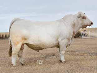 National Western Stock Show for Sydney Schnoor. Never forget that she is a full sister to all those National Champion Females; Firegirl, Ivory Angel, Adlina, SULL Impressive Fire, etc.
