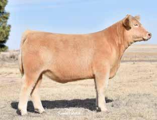 96 Sells bred AI on 5-14-17 to SSC Prince 193Y Pld. These next two lots are coming from a relative new comer on the Charolais scene, but not to the cattle business.