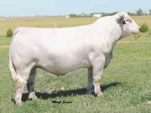 7 33 60 10 1.7 27 0.7 201.2 BRED HEIFER Sells bred on 5-18-17 to RBM TR Rhinestone Z38. From the moment she was born this fantastic heifer has been blessed.