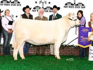 Her first outing was to the National Western Stock Show in Denver in 2017 where she stood second in class in one of the strongest spring heifer calf classes in years when the first M&M Outsider