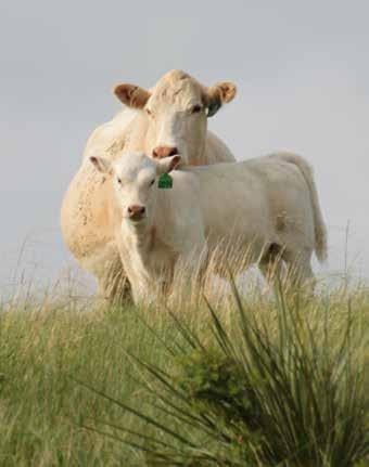 CHOICE OF Hebbert BRED Cows & Bred HEIFERS Bred Cows, there are over 300 spring calving cows from which to select 13A Bred Heifers, there are 120 head of spring calving coming two-year-olds to select