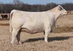 Choice of HERD SIRE PROSPECTs & Show heifer prospect There is plenty of excitement for this selection from everyone that has been to Circle Bell and seen this crazy good set of ETs.