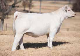He had been the lead bull in the 2016 National Western Stock Show Reserve Grand Pen-of-Three Bulls. He was not only impressive to look at, but had a low 80 lb.